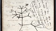  رسم تخطيطي لشجرة الحياة لعام 1837 على صفحة من أحد دفاتر الملاحظات المفقودة للعالم البريطاني تشارلز داروين