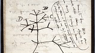  رسم تخطيطي لشجرة الحياة لعام 1837 على صفحة من أحد دفاتر الملاحظات المفقودة للعالم البريطاني تشارلز داروين