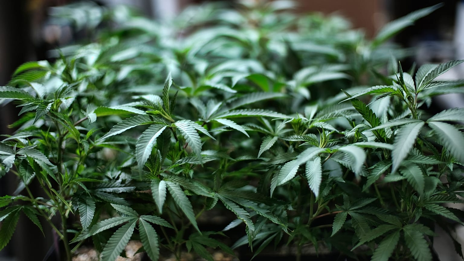 Plantas de marihuana