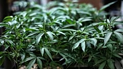 Plantas de marihuana
