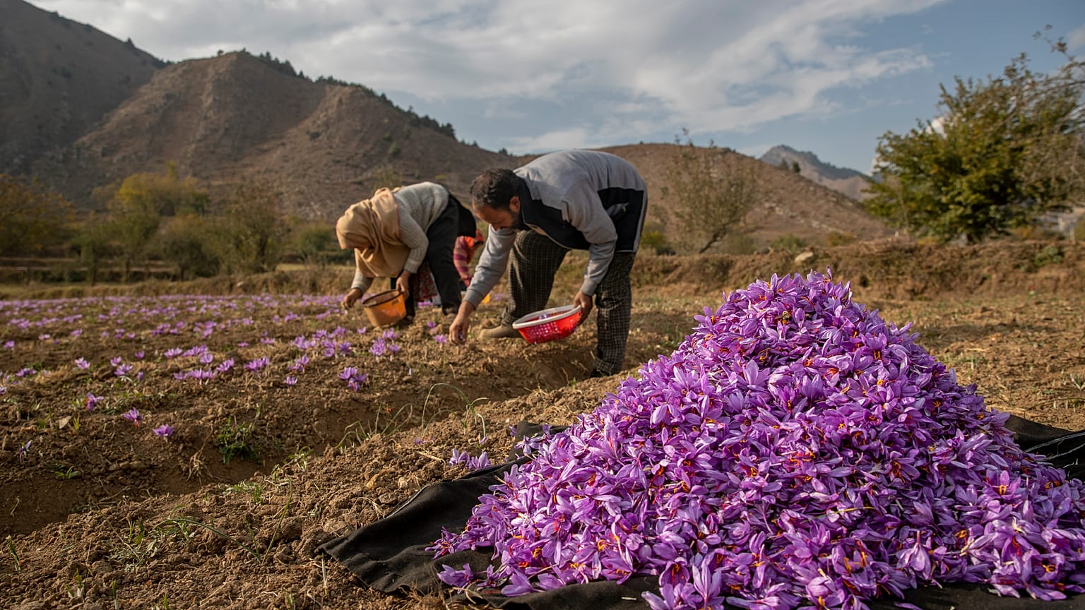 Kashmiri farmers pluck saffron crocus flowers on a farm in Khrew, south of Srinagar