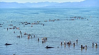 نيوزيلاندا- صورة توضيحية