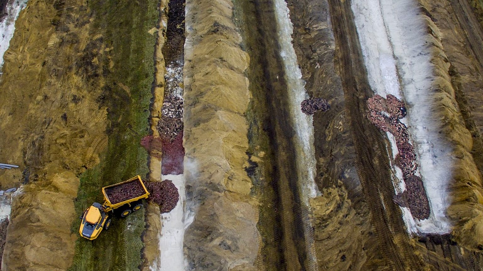 Thousands of killed mink were buried on military training grounds at Noerre Felding near Holstebro.