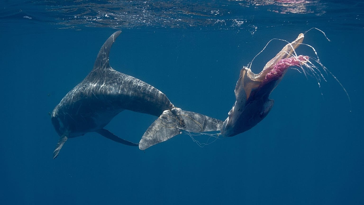 A Rissos dolphin tangled in plastic waste in the waters around Sri Lanka.