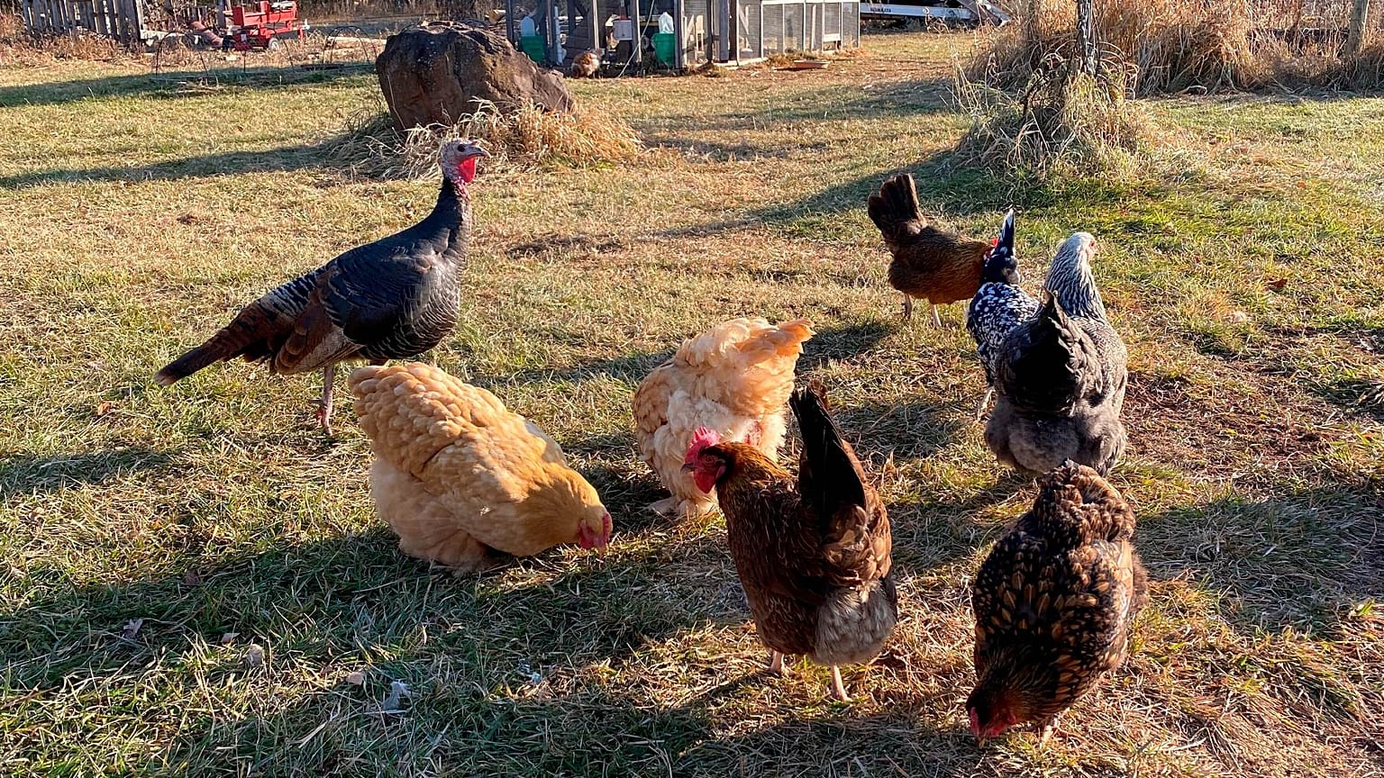 Avrupa'da hızla yayılan kuş gribi kümes hayvancılığını tehdit ediyor