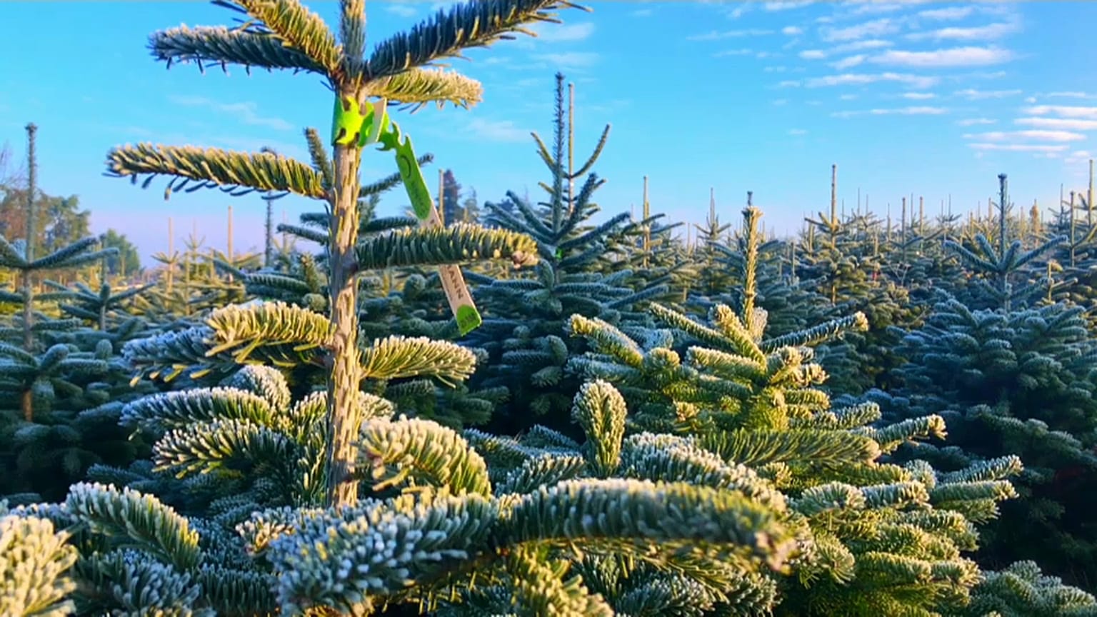 Christmas starts with decorating traditional fir tree