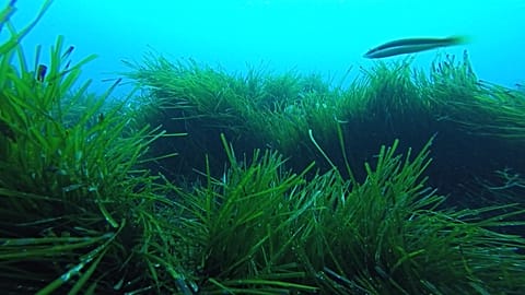 Researchers regenerate underwater biodiversity destroyed by human activity