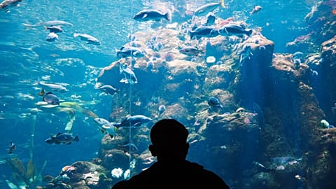 Hotel guests can immerse themselves in the undersea world