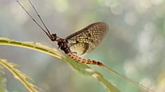The Danish Mayfly has been selected as the 2021 Insect of the Year