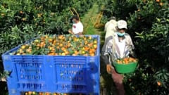 829 Marokkaner retten Clementinen-Ernte auf Korsika