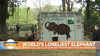 Kaavan, an Asian elephant is transferred from Islamabad Zoo