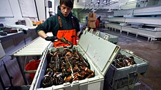 Otimismo sobre exportações europeias para os EUA
