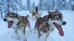 Jenny Southan heads to Finland to spend time with the Sámi people. 