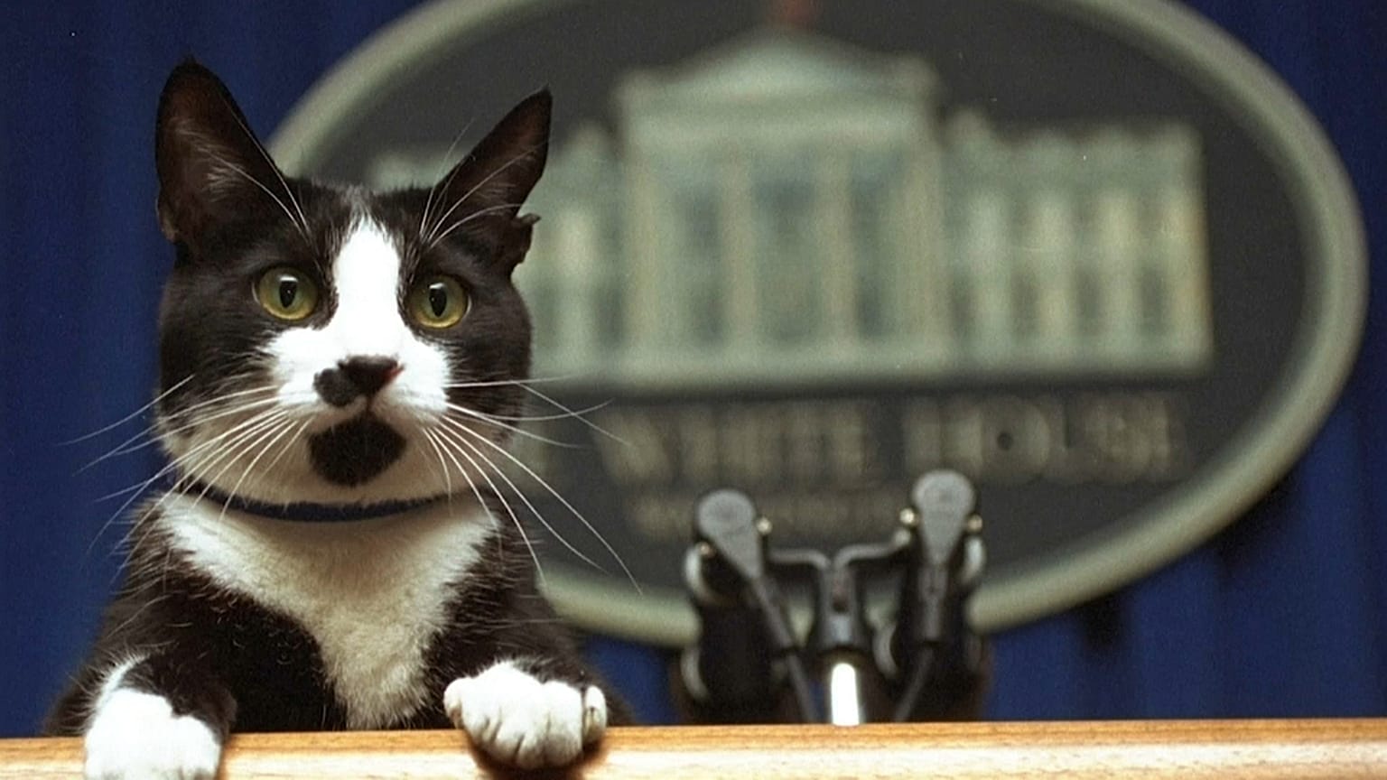 Socks, el gato de Bill Clinton
