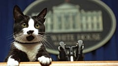 Socks, el gato de Bill Clinton