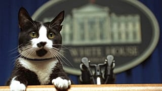 Socks, el gato de Bill Clinton