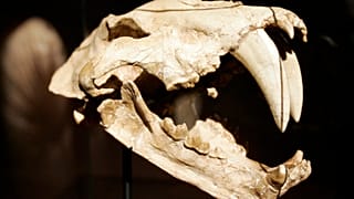 Säbezahntiger-Skelettkopf  in Paris, 2009