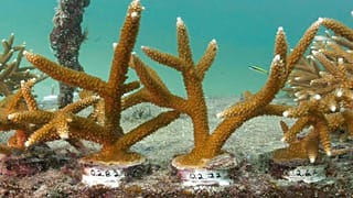 ABD'nin Florida eyaletinde yetiştirilen ve yok olan mercan kayalıklarını onarmak için yapılan çalışmalardan bir kare.