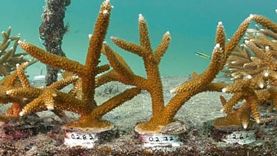 Cultivo de corales en Estados Unidos (archivo)