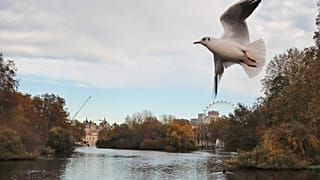 Знаменитый ресторатор Саймон Вуд дает свой рецепт выживания, главный его ингредиент - надежда на лучшее