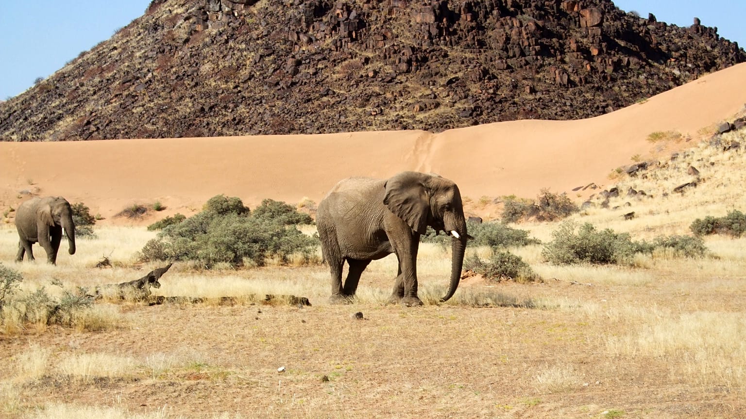 Namibia, con exceso de elefantes, pone a la venta 170 ejemplares