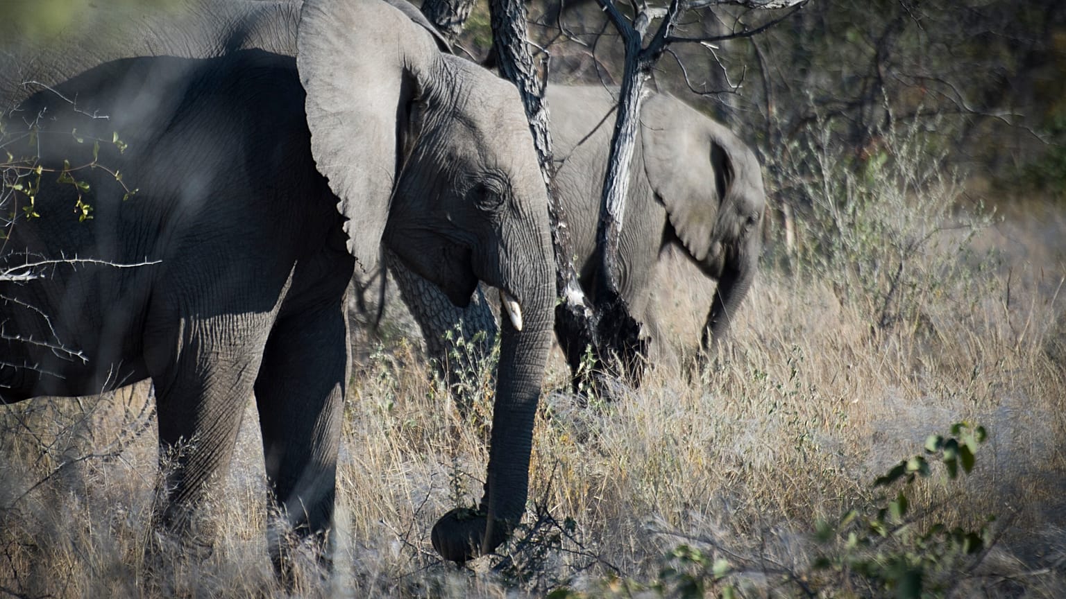 Elefanten in Namibia