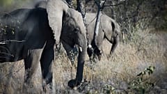 Elefanten in Namibia
