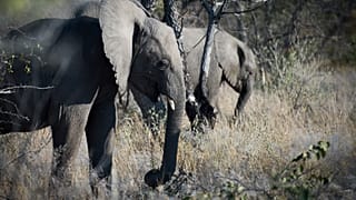 Elefanten in Namibia