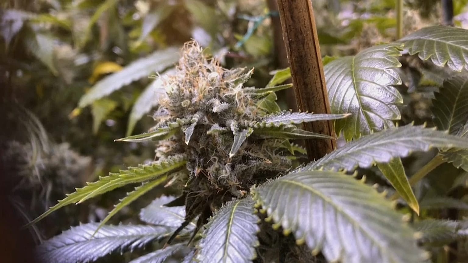 Marijuhana