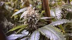 Marijuhana