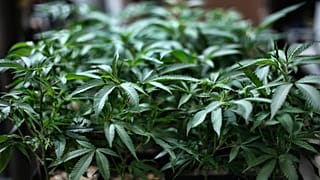 LEGAL MARIJUANA