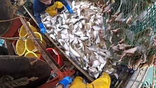 Euronews