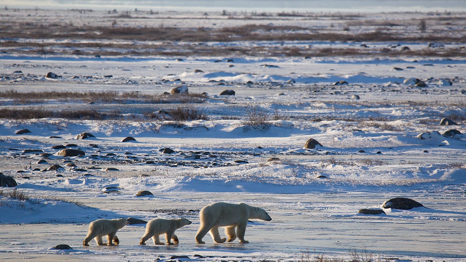 A 'Beardar' is helping to spot polar bears in Churchill, Canada before they come into conflict with people. 