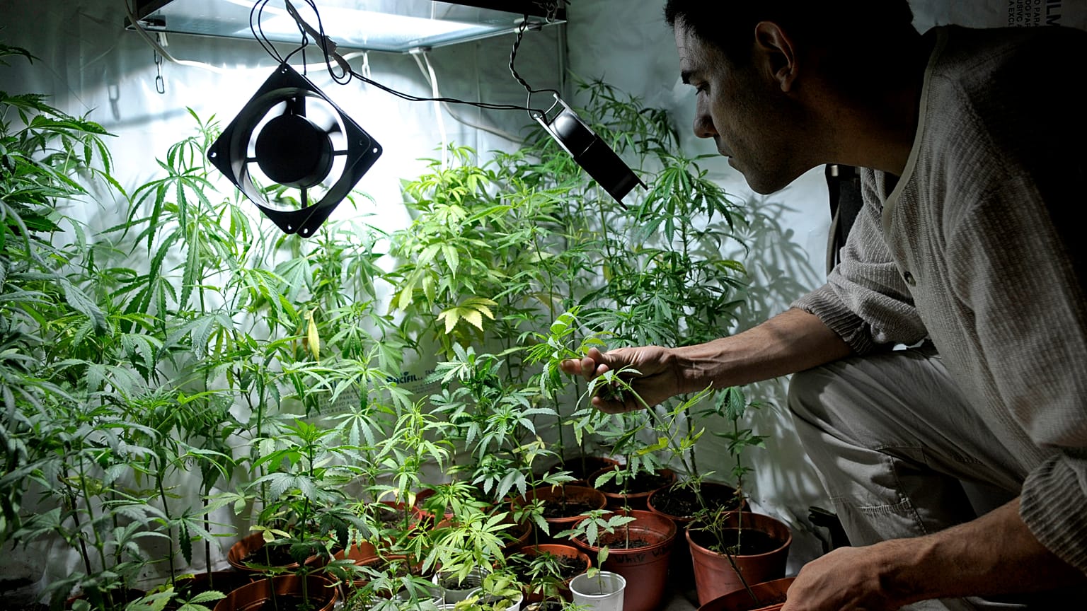 Szövetségi szinten is legalizálják a marihuánát az Egyesült Államokban