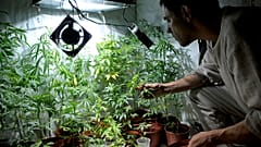 Privater Anbau von Marihuana (Archivfoto)