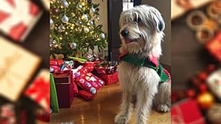 Embarrassingly, that is my dog enjoying her first Christmas after she was rescued.