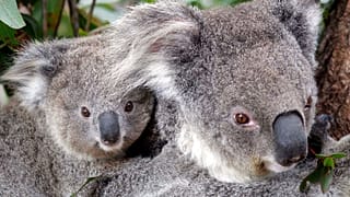 Koalapár Sydney állatkertjében