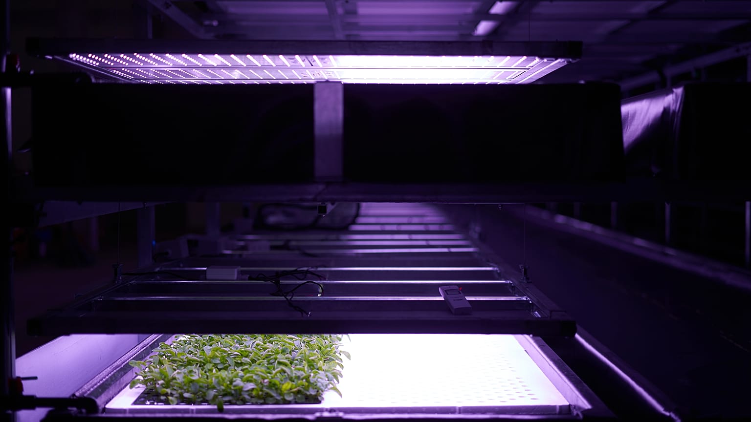 LED ışıklar sayesinde büyütülen sebzeler