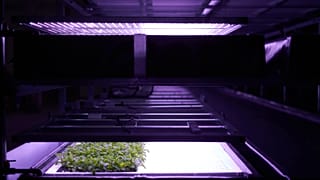 LED ışıklar sayesinde büyütülen sebzeler