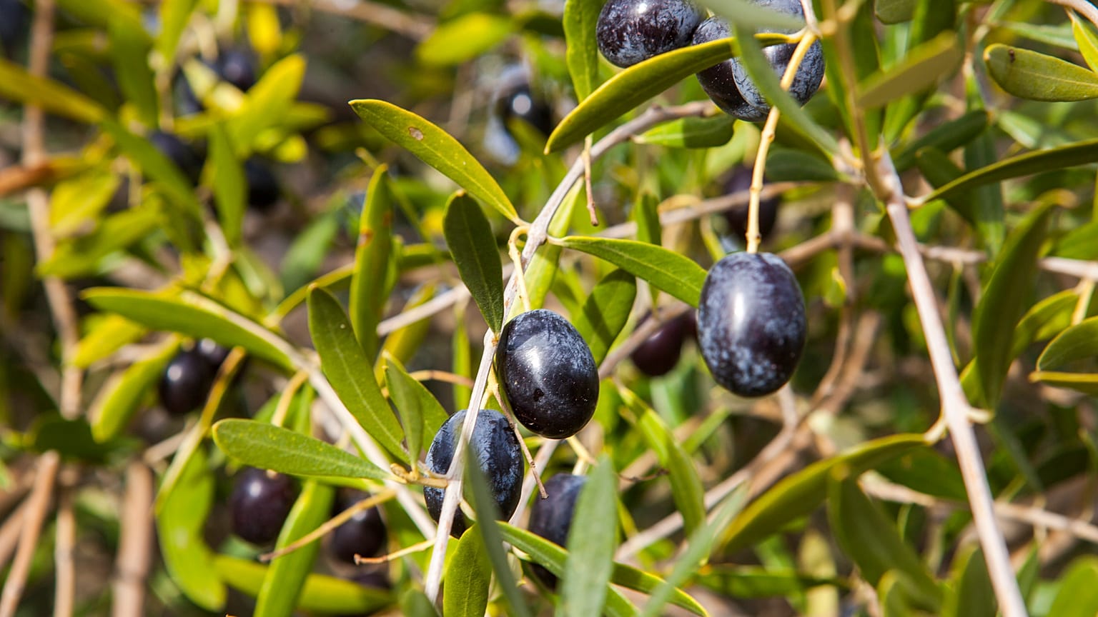 Olives Cazorla