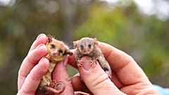 photo credits - Ashlee Benc from Kangaroo Island Land for Wildlife 