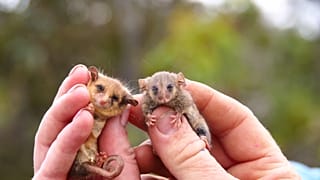 photo credits - Ashlee Benc from Kangaroo Island Land for Wildlife 