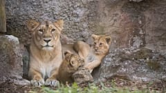 FILE PHOTO LIONS