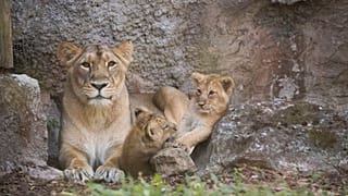 FILE PHOTO LIONS