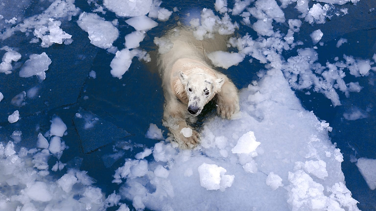 A polar bear floating in the Arctic sea