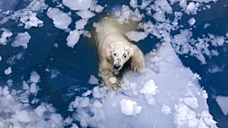 A polar bear floating in the Arctic sea