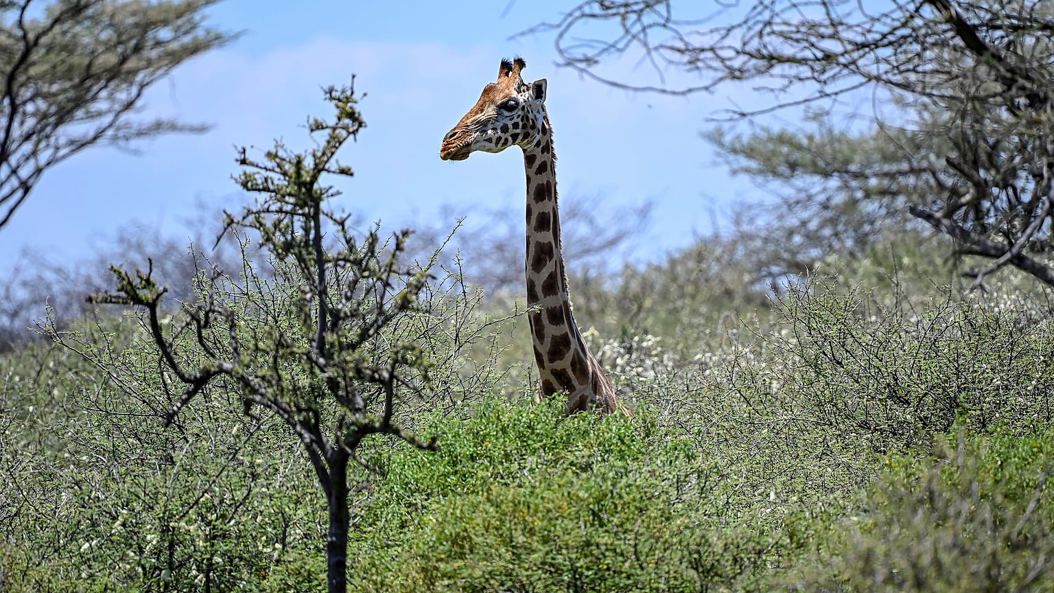 Girafa na ilha do lago Baringo, Quénia
