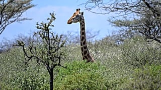 Girafa na ilha do lago Baringo, Quénia