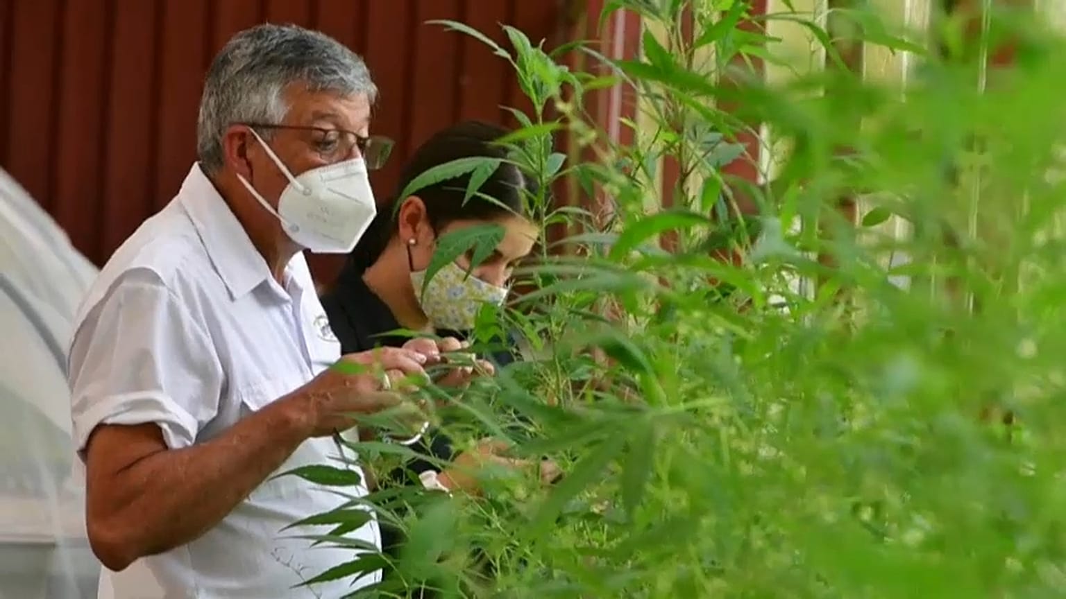 Alfredo Bolaños, agrónomo del Instituto Nacional de Innovación en Tecnología Agropecuaria de Costa Rica, supervisa las plantas de cáñamo que investiga en un invernadero