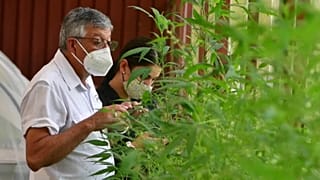 Alfredo Bolaños, agrónomo del Instituto Nacional de Innovación en Tecnología Agropecuaria de Costa Rica, supervisa las plantas de cáñamo que investiga en un invernadero